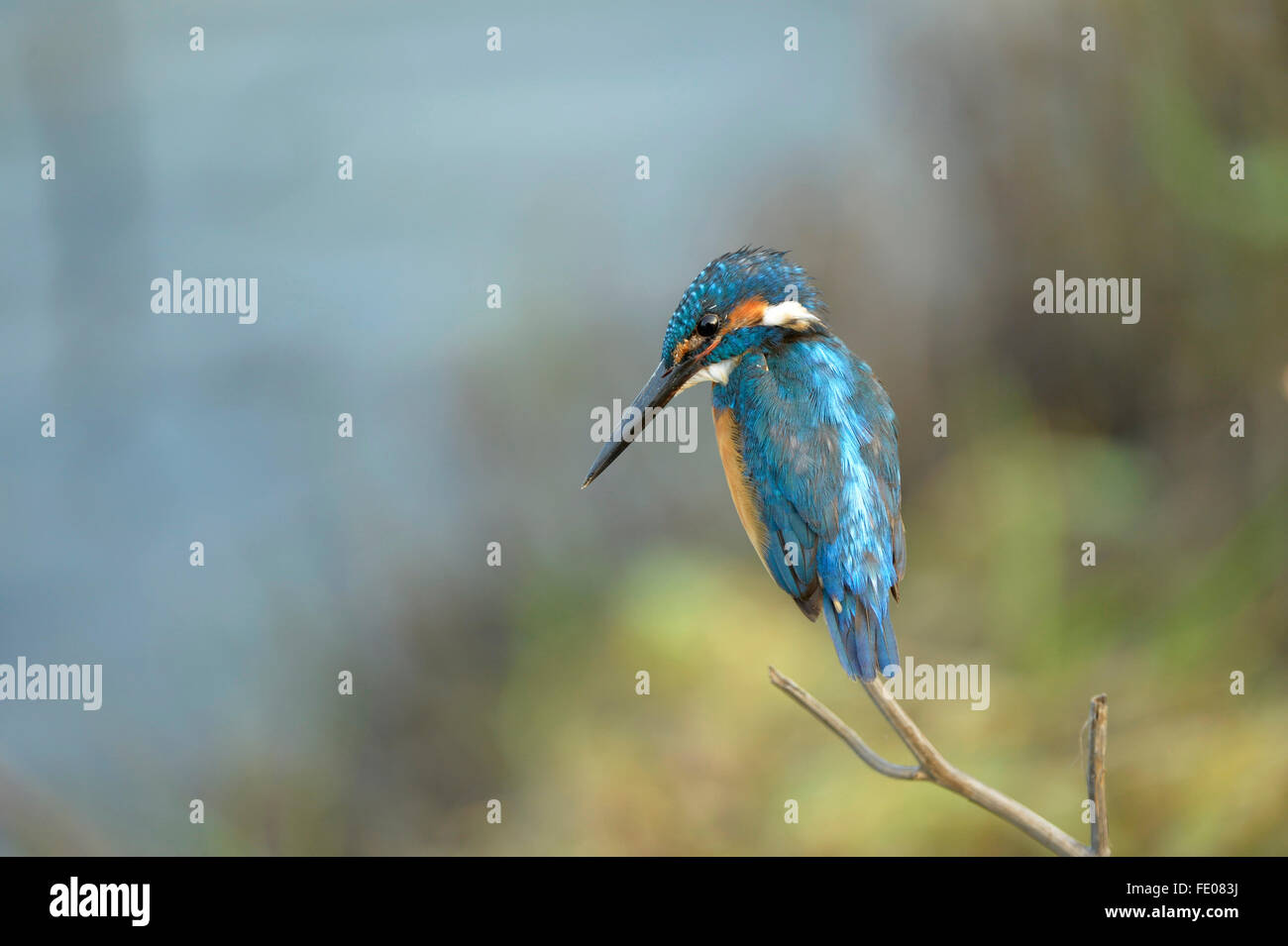 Common Kingfisher (Alcedo atthis) perched on twig, Yala National Park, Sri Lanka, March Stock Photo