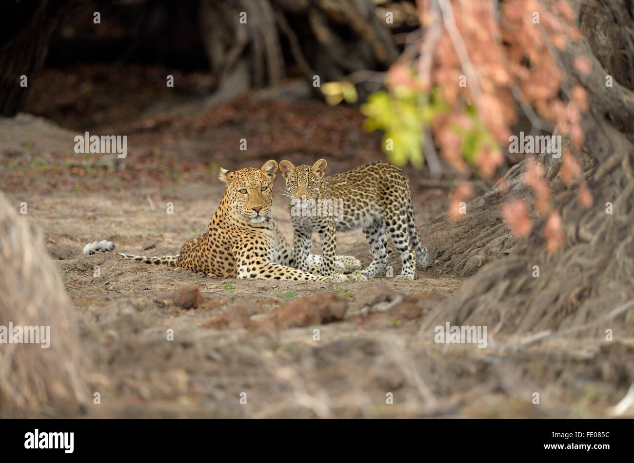 African Leopard (Panthera pardus) adult female lying down with cub, Kafue National Park, Zambia, November Stock Photo
