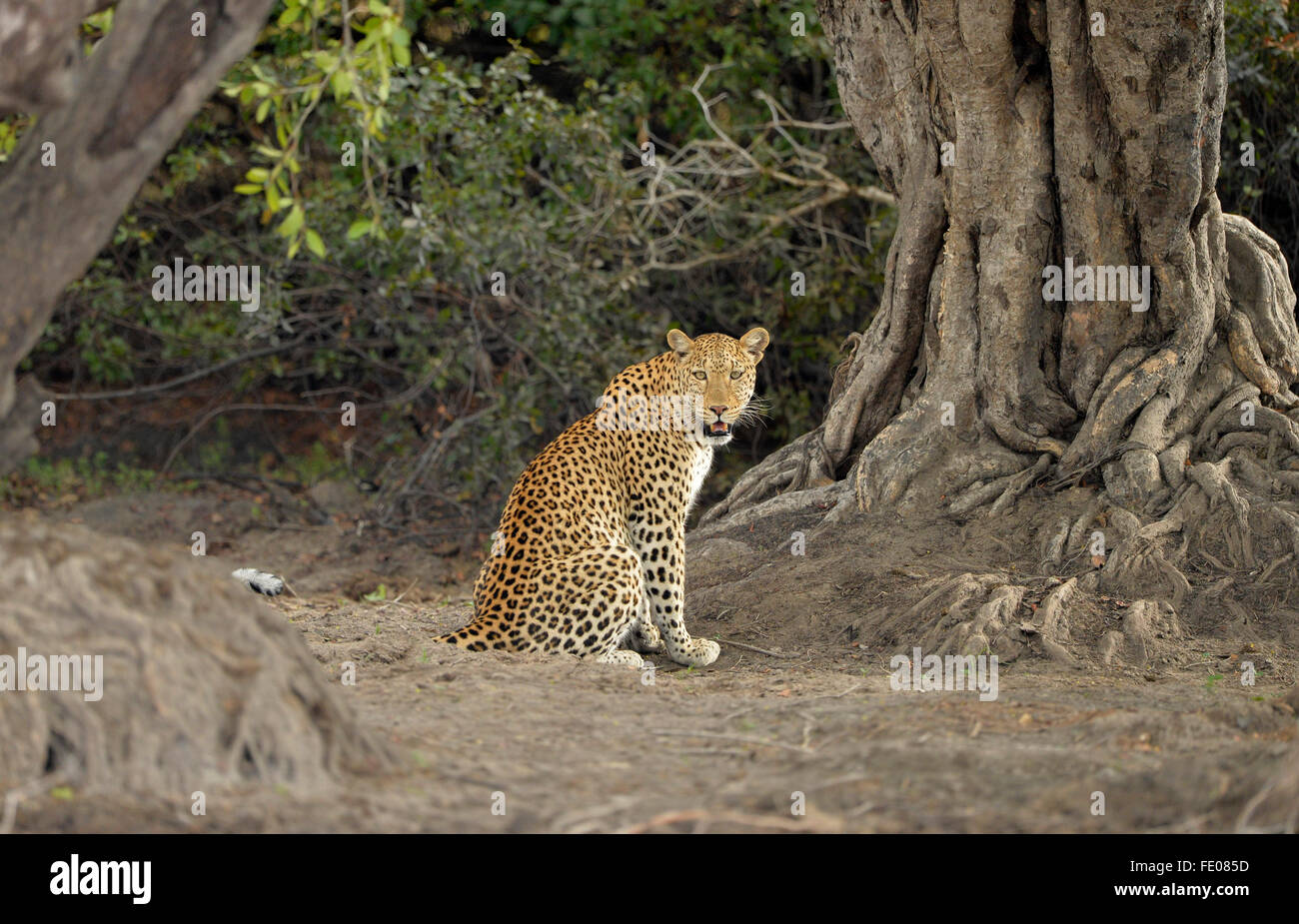 African Leopard (Panthera pardus) adult female sitting down in forest clearing, looking back, Kafue National Park, Zambia, Novem Stock Photo