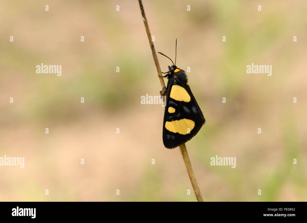Superb False Tiger Moth (Heraclia sp.) Kafue National Park, Zambia, November Stock Photo
