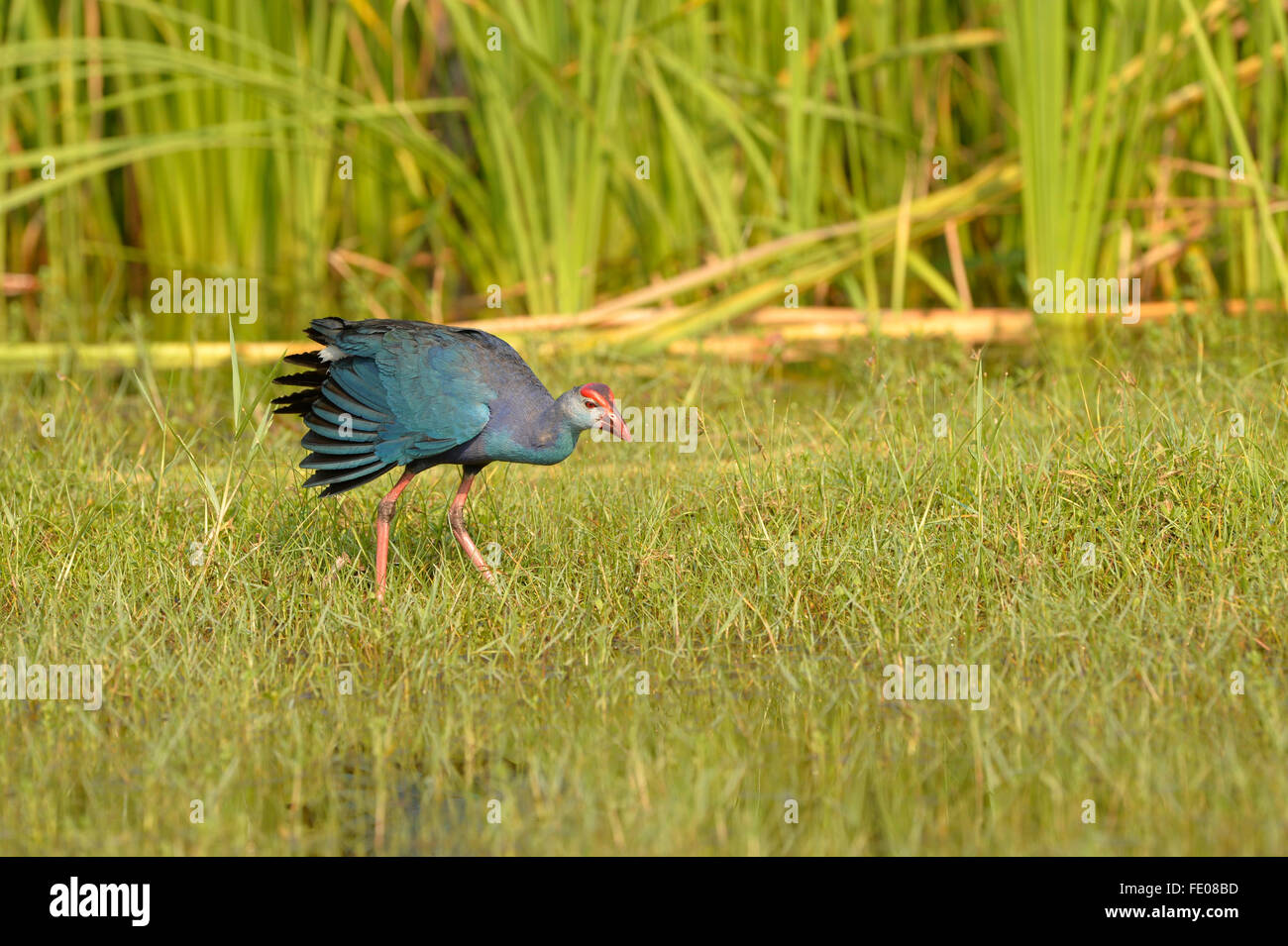 Purple Swamp Hen (Porphyrio poliocephalus) walking on grassy ground, Bundala National Park, Sri Lanka, March Stock Photo