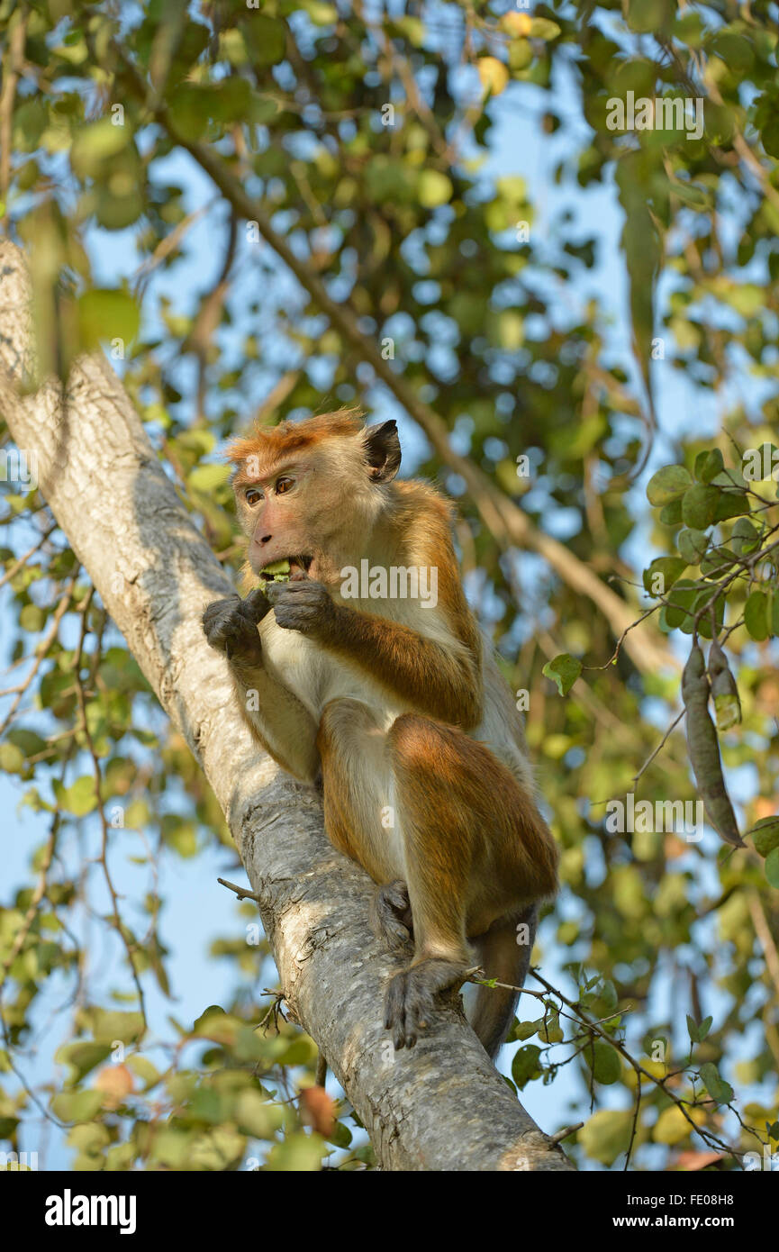 Common Toque Macaque (Macaca sinica sinica) sitting in tree eating seed pod, Bundala National Park, Sri Lanka, March Stock Photo