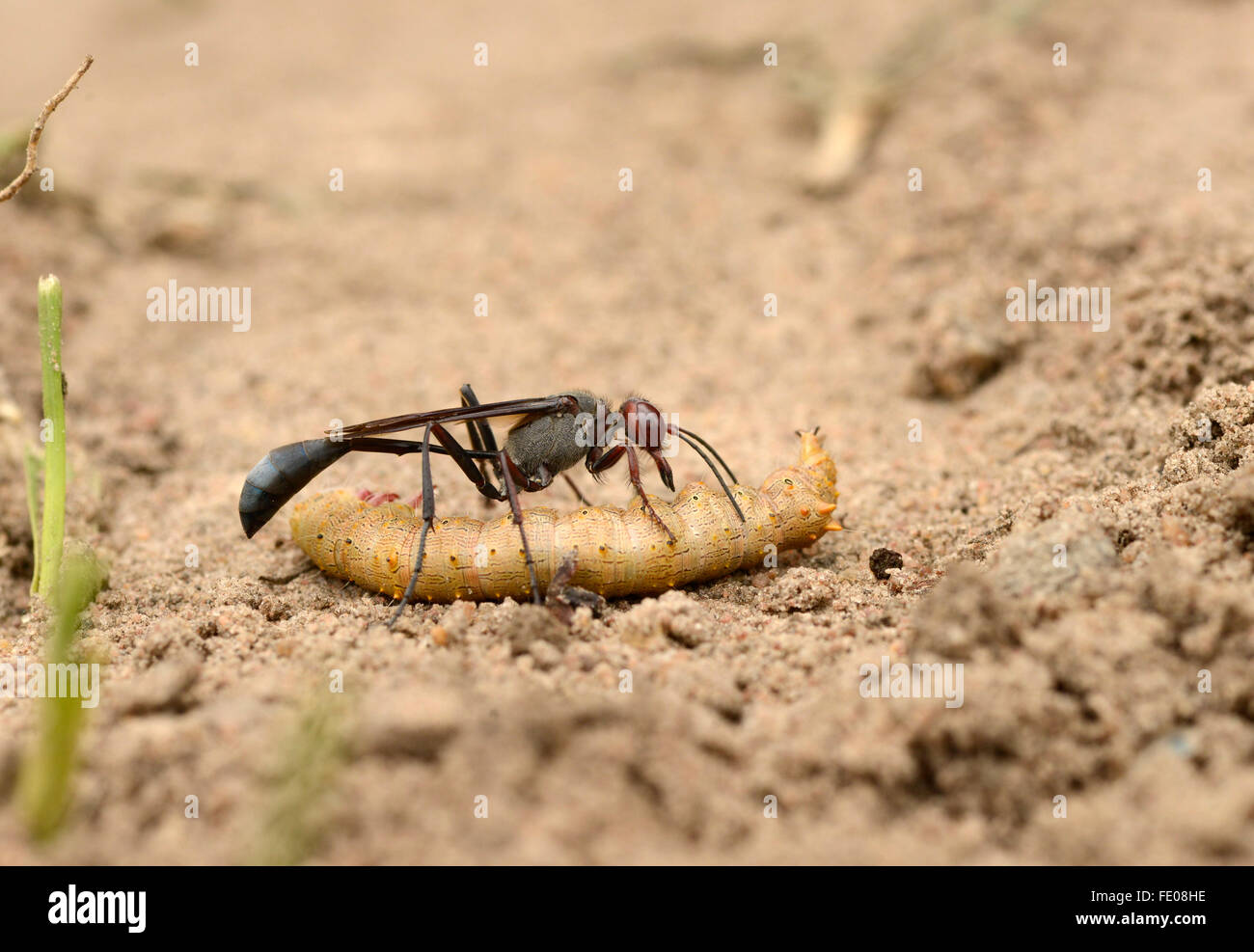 Sand Wasp (Vespidae) on ground with caterpillar prey, Kafue National Park, Zambia, November Stock Photo