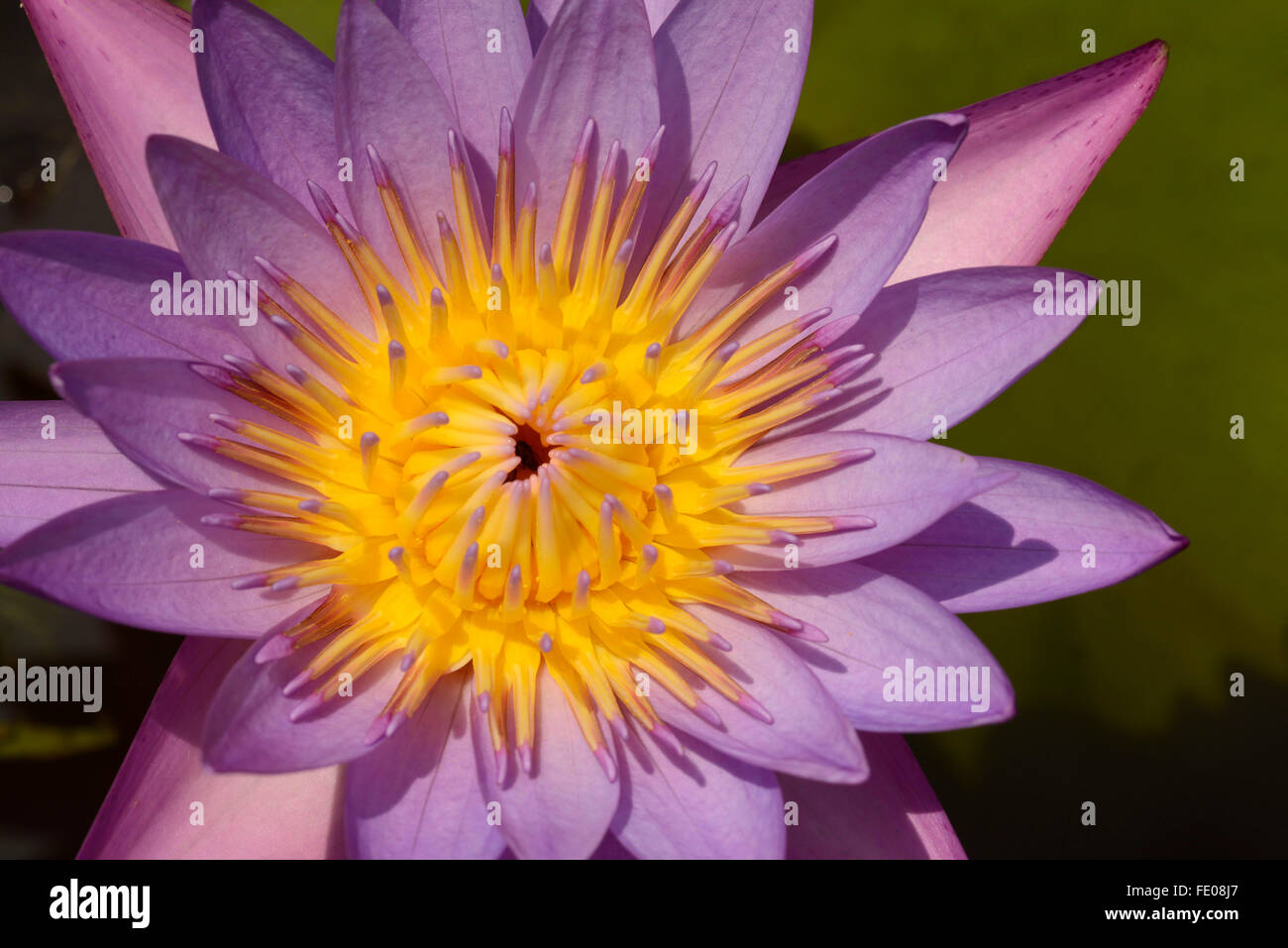 Blue Star Water Lily (Nymphaea nouchali) national flower of Sri Lanka, Udawalwe, Sri Lanka, March Stock Photo