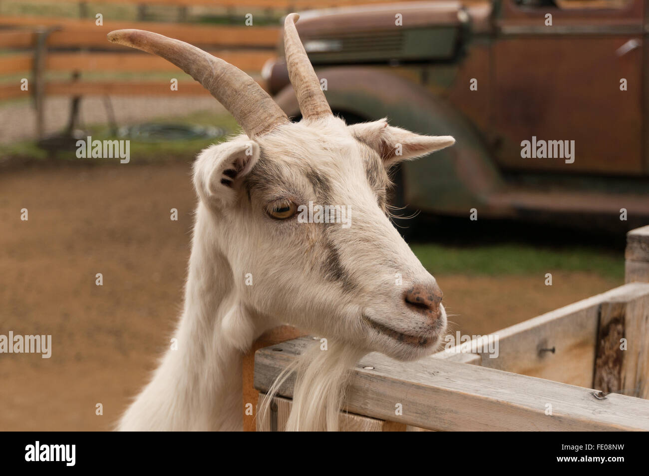 Closeup head shot of curious smiling horned white goat leaning over wood fence with old-style truck in background Stock Photo
