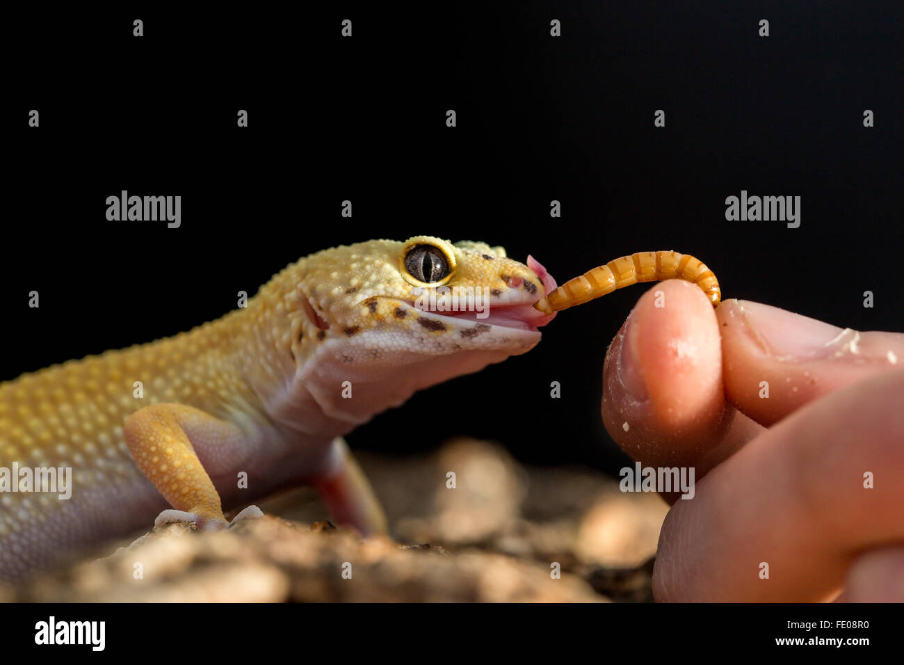 Closeup of a leopard gecko, Eublepharis macularius eating a mealworm from the hand Stock Photo