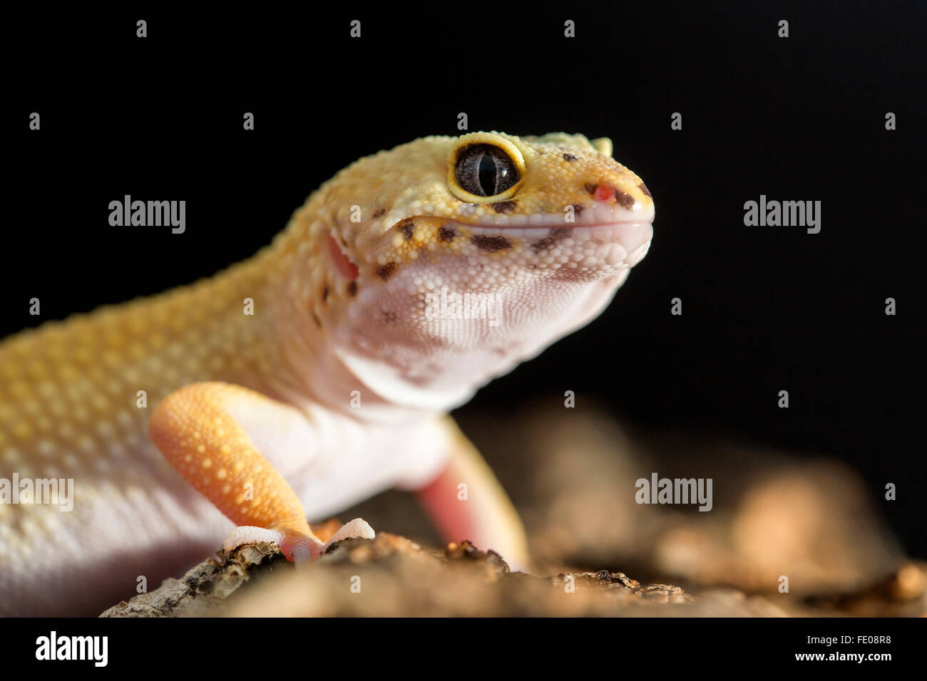 Frontal closeup view of a leopard gecko, Eublepharis macularius Stock Photo