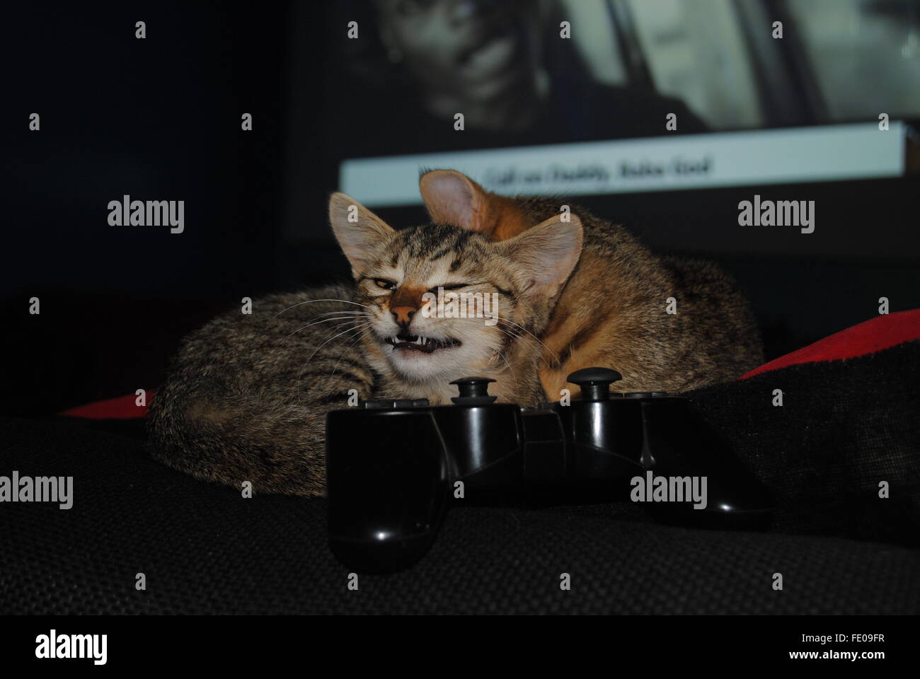 Two kittens sitting with a play station game pad Stock Photo