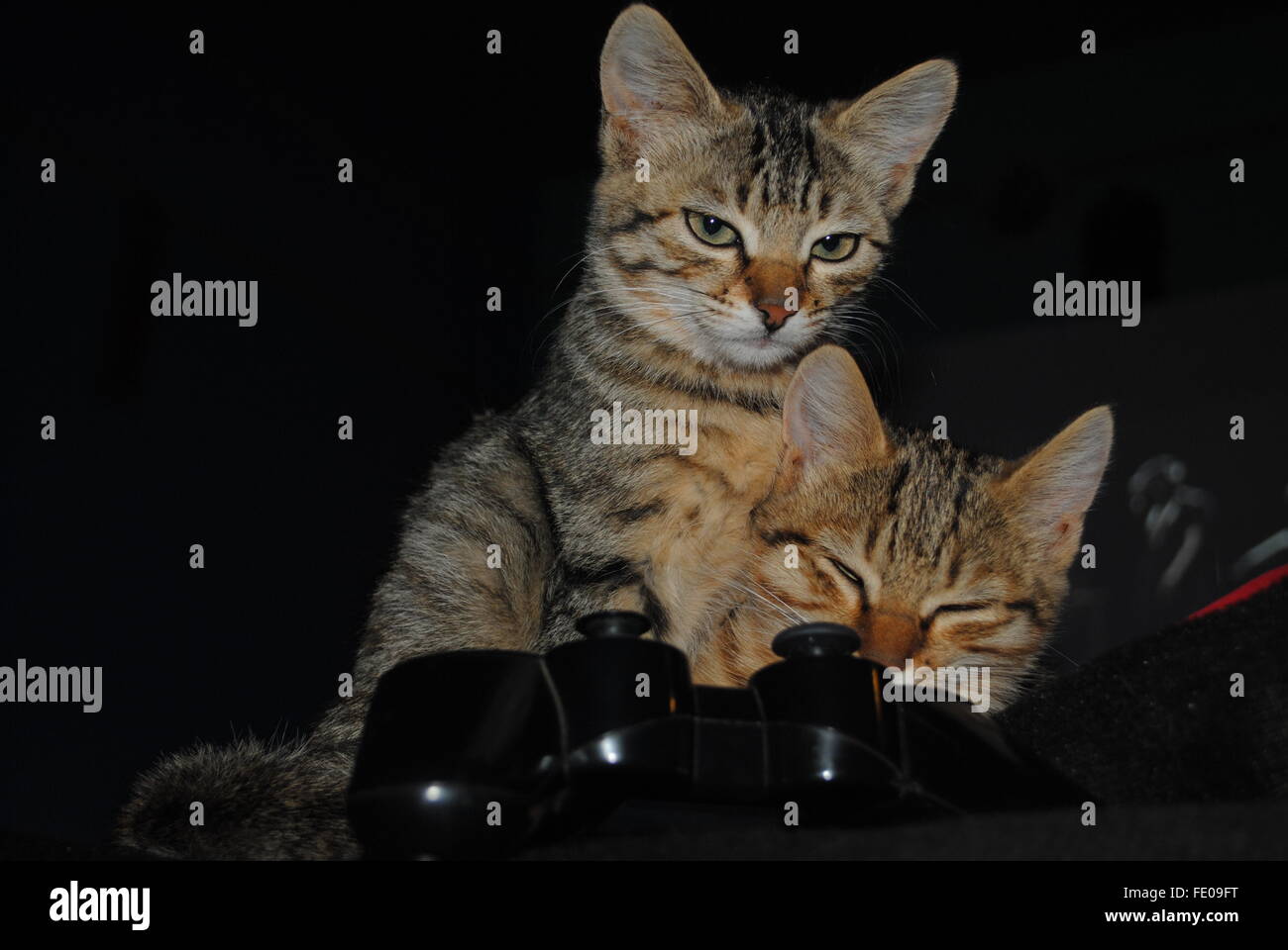 Two kittens sitting with a play station game pad Stock Photo