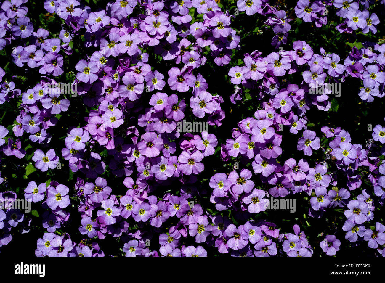 Rockcress hi-res stock photography and images - Alamy