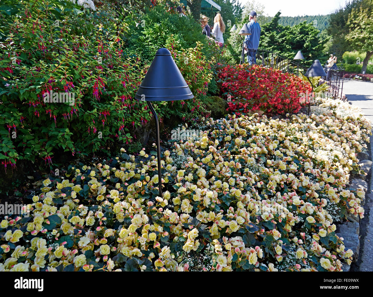 Butchart Gardens in summer. Pale yellow begonias with red and purple fuchsias in a border Stock Photo