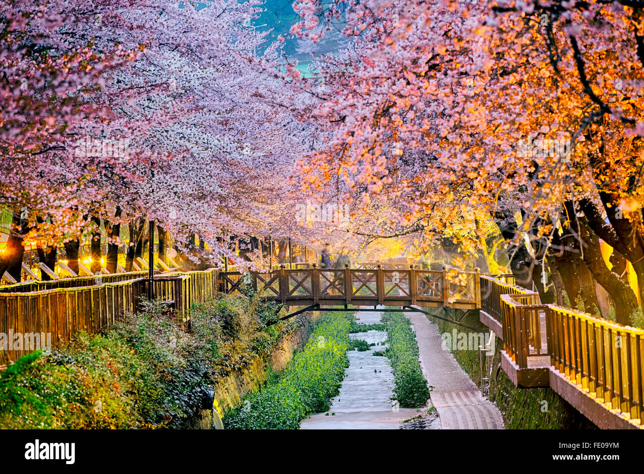Beautiful cherry blossom sakura garden, spring nature background wallpaper  Stock Illustration