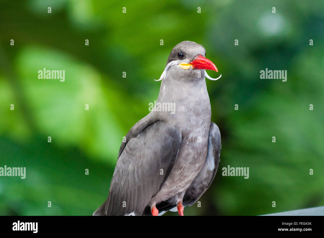 Inca Tern Stock Photo
