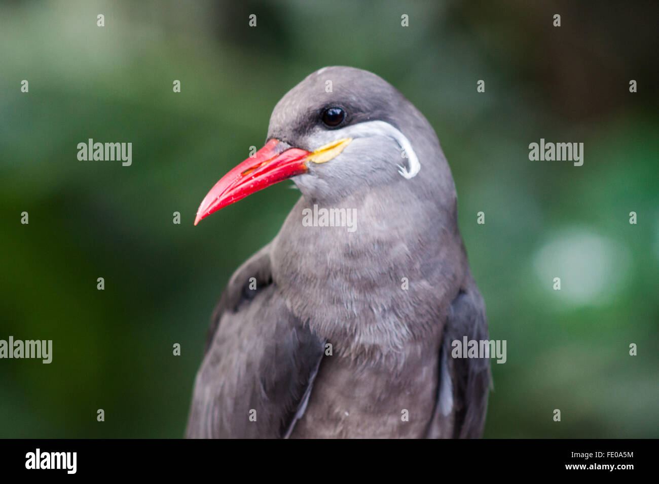 Inca Tern Stock Photo