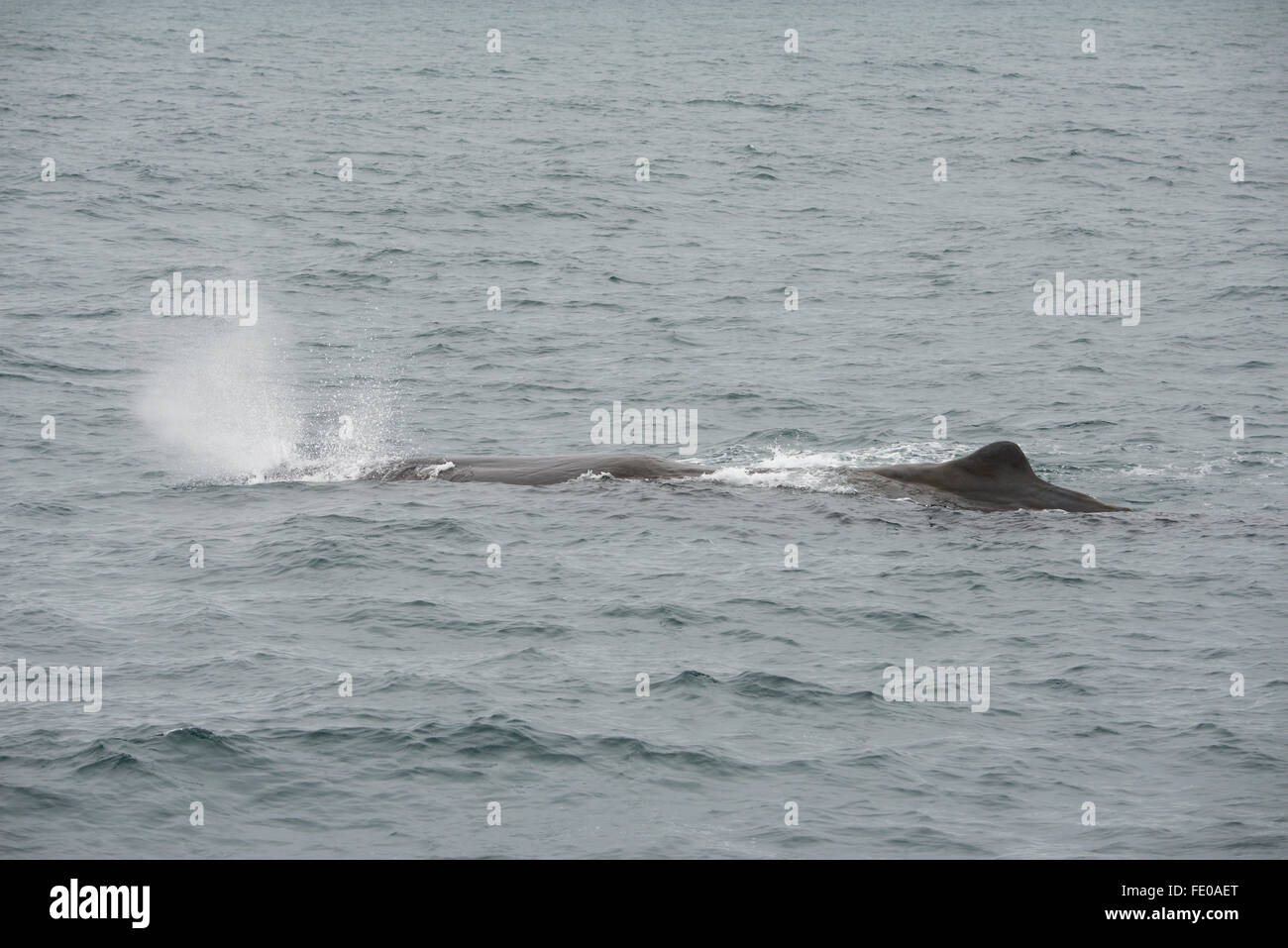 New Zealand, South Island, Kaikoura. Male Sperm whale (Physeter macrocephalus) aka cachalot, largest of the toothed whales. Stock Photo
