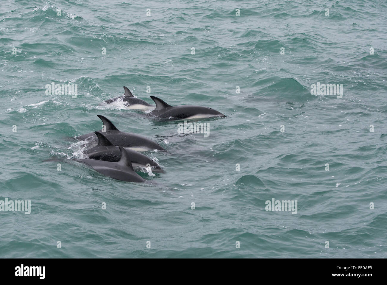 New Zealand, South Island, Kaikoura. Dusky dolphins (Lagenorhynchus obscurus). Stock Photo