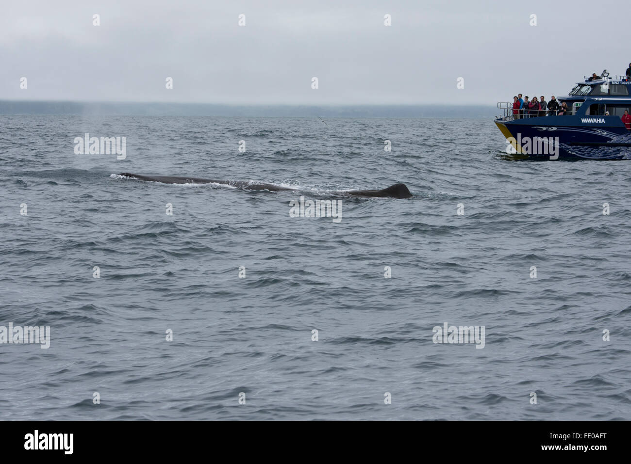 New Zealand South Island Kaikoura Whale Watching Boat Watching
