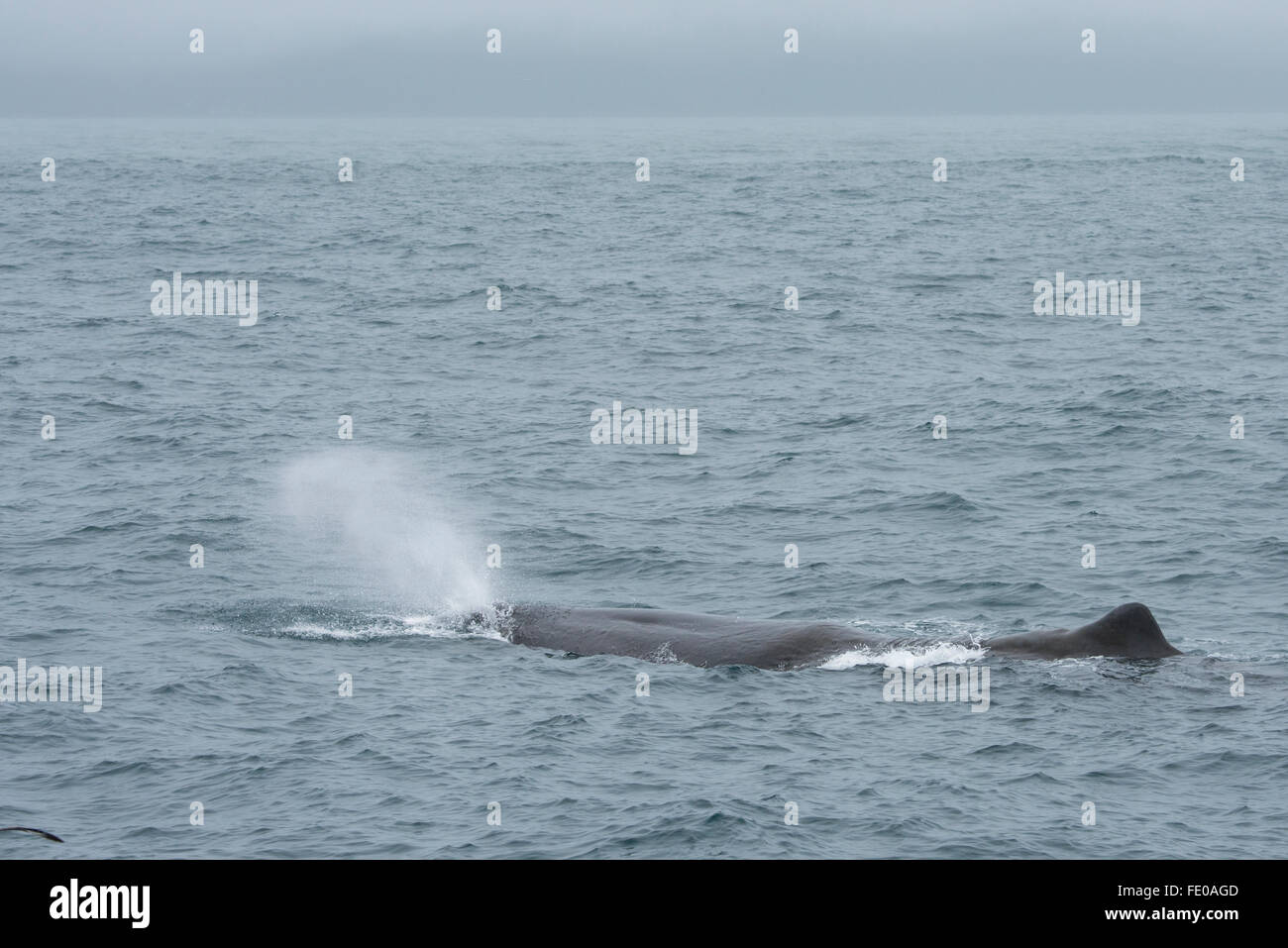 New Zealand, South Island, Kaikoura. Male Sperm whale (Physeter macrocephalus) aka cachalot, largest of the toothed whales. Stock Photo