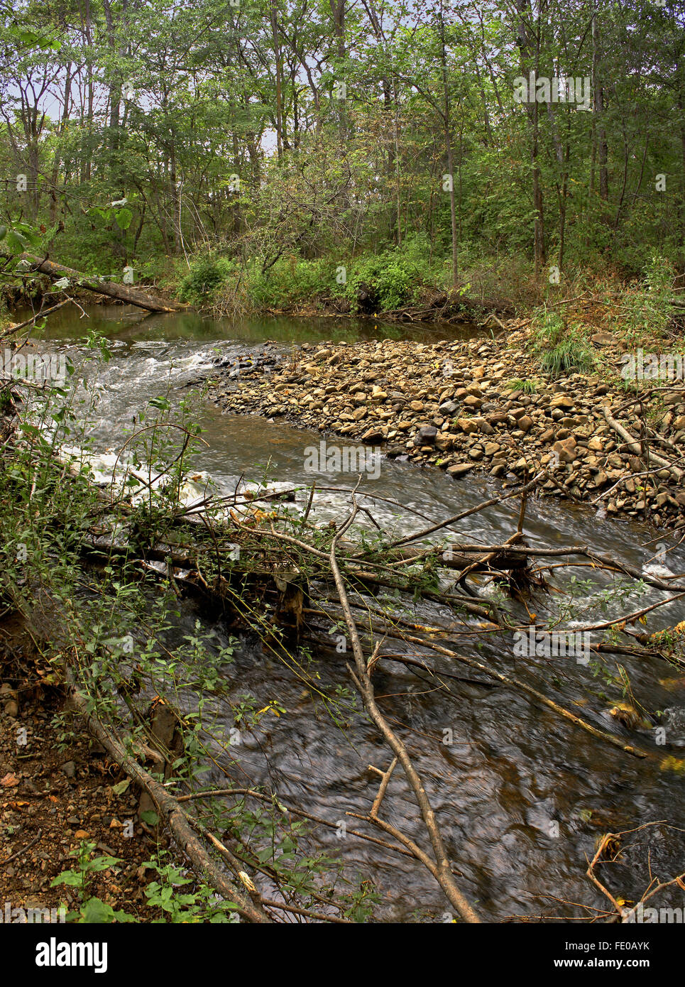 Fallen tree over a river panorama Stock Photo