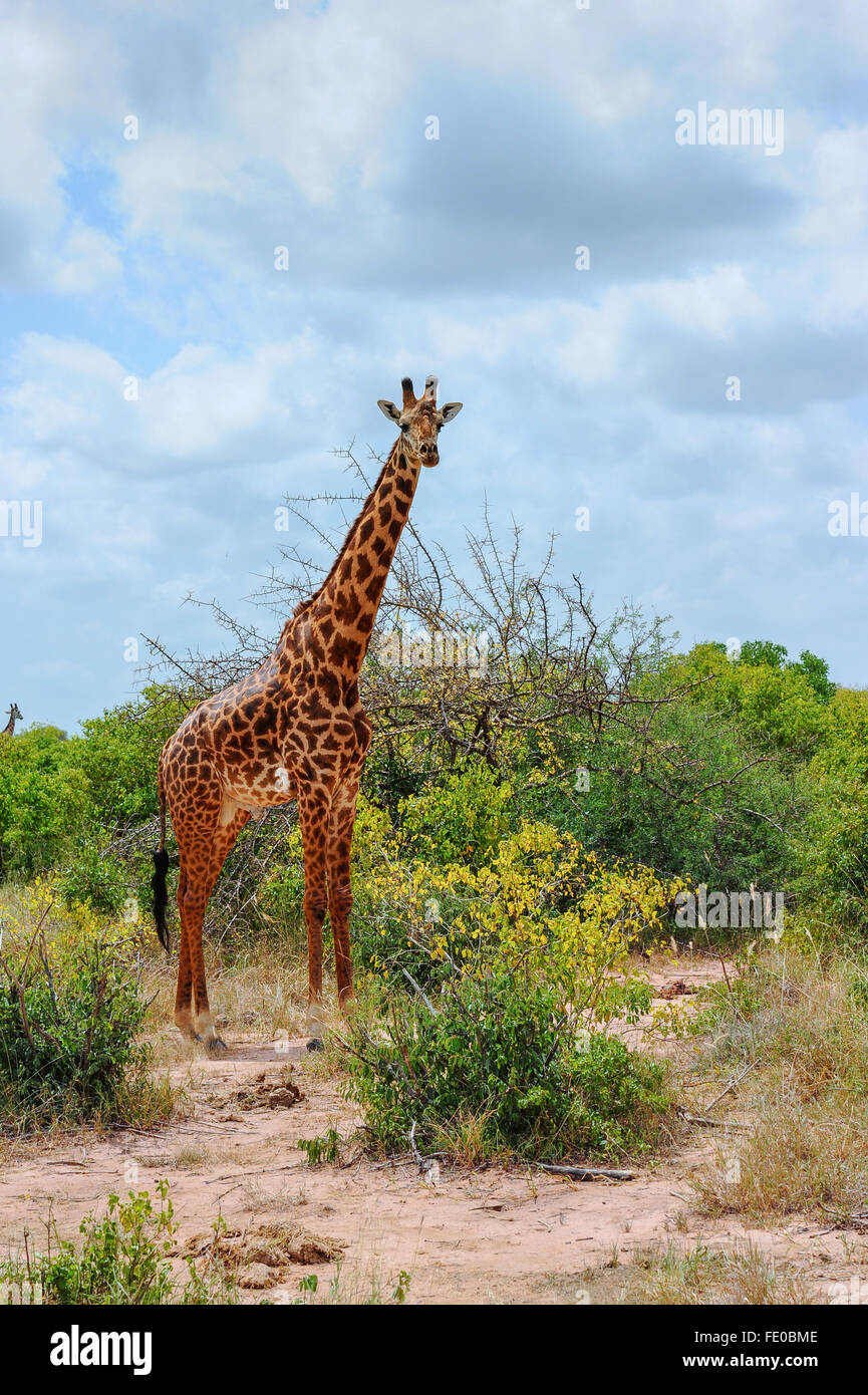 giraffe in the Masai Mara Stock Photo - Alamy