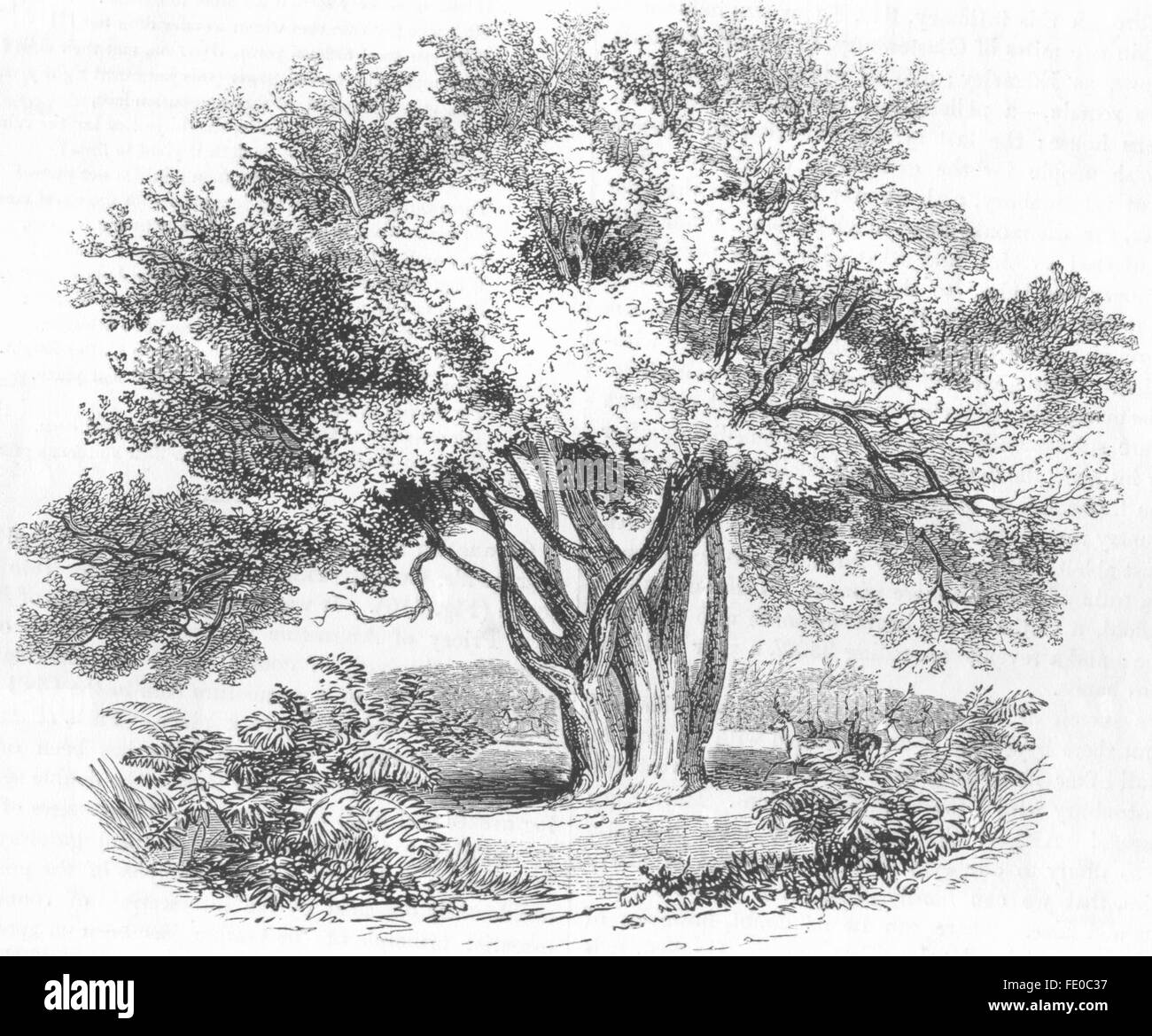 SOMT: The Glastonbury Thorn, antique print 1845 Stock Photo