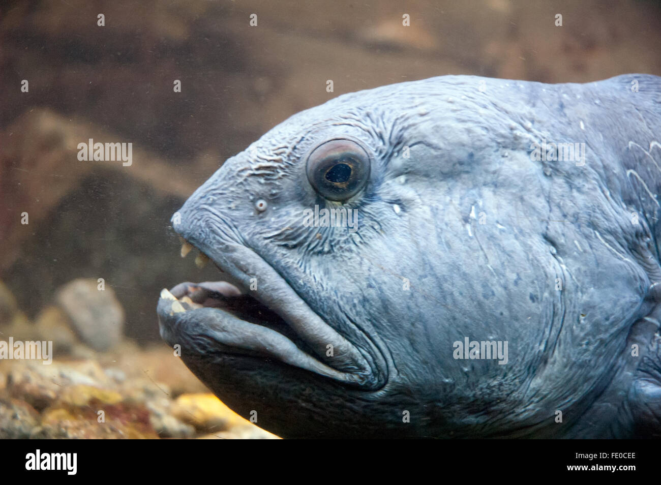 Moray Eel in aquarium through glass Stock Photo Alamy