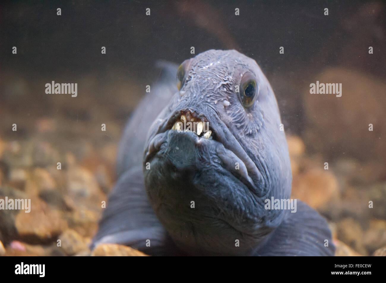 Moray Eel in aquarium through glass Stock Photo Alamy