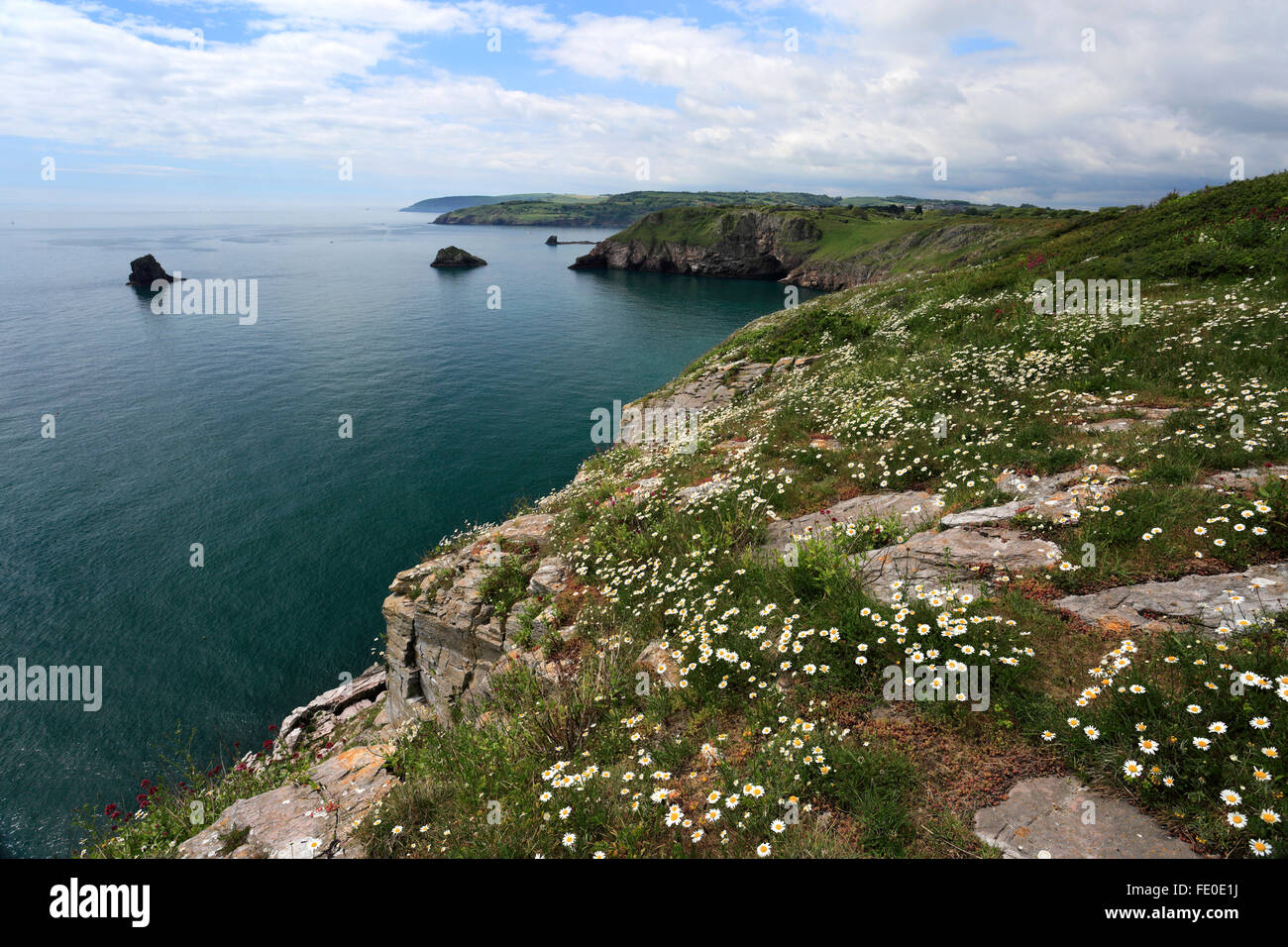 Summer, wildflowers and cliffs at Berry Head National Nature Reserve ...