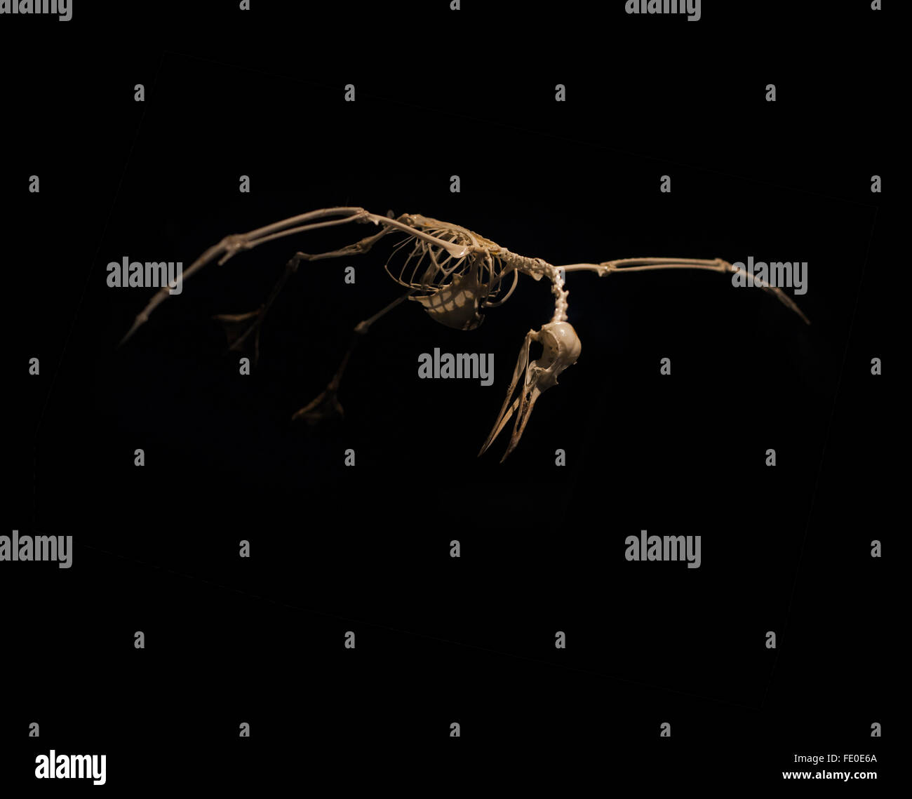 skeleton birds in flight on black background Stock Photo - Alamy