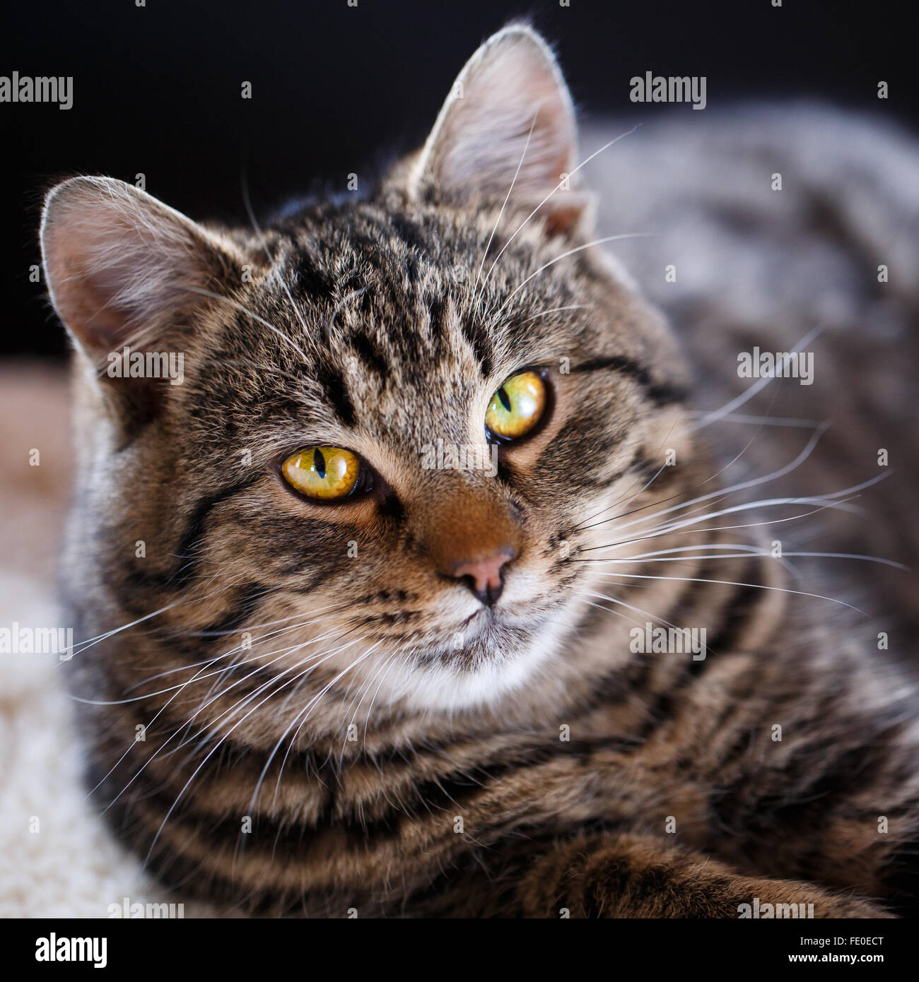 Tabby cat close up, selective focus Stock Photo