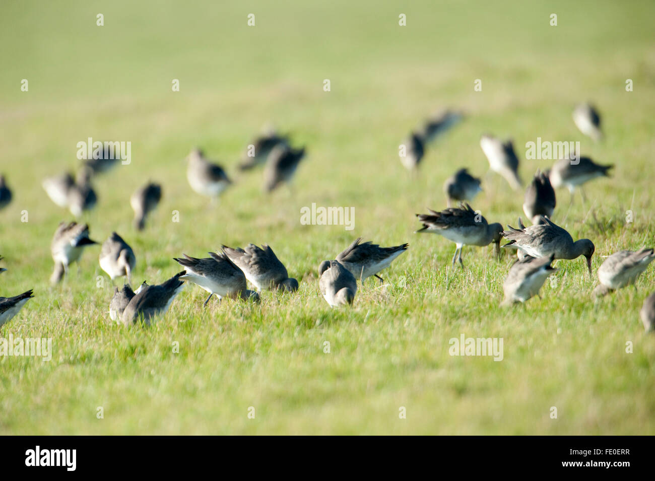 Dunlins, Calidris alpina, Kent UK Stock Photo