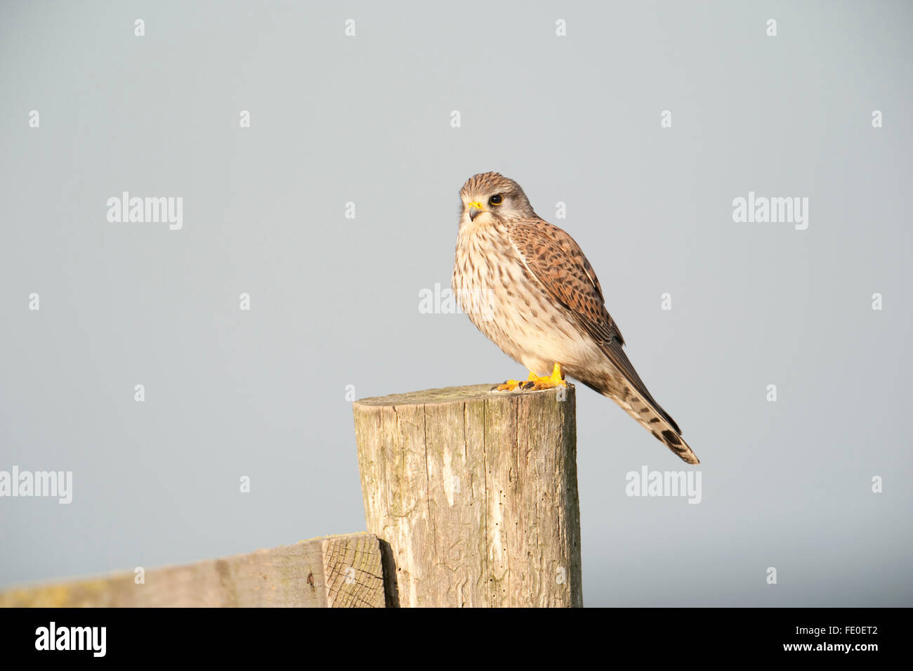 Kestrel, Falco tinnunculus, UK Stock Photo