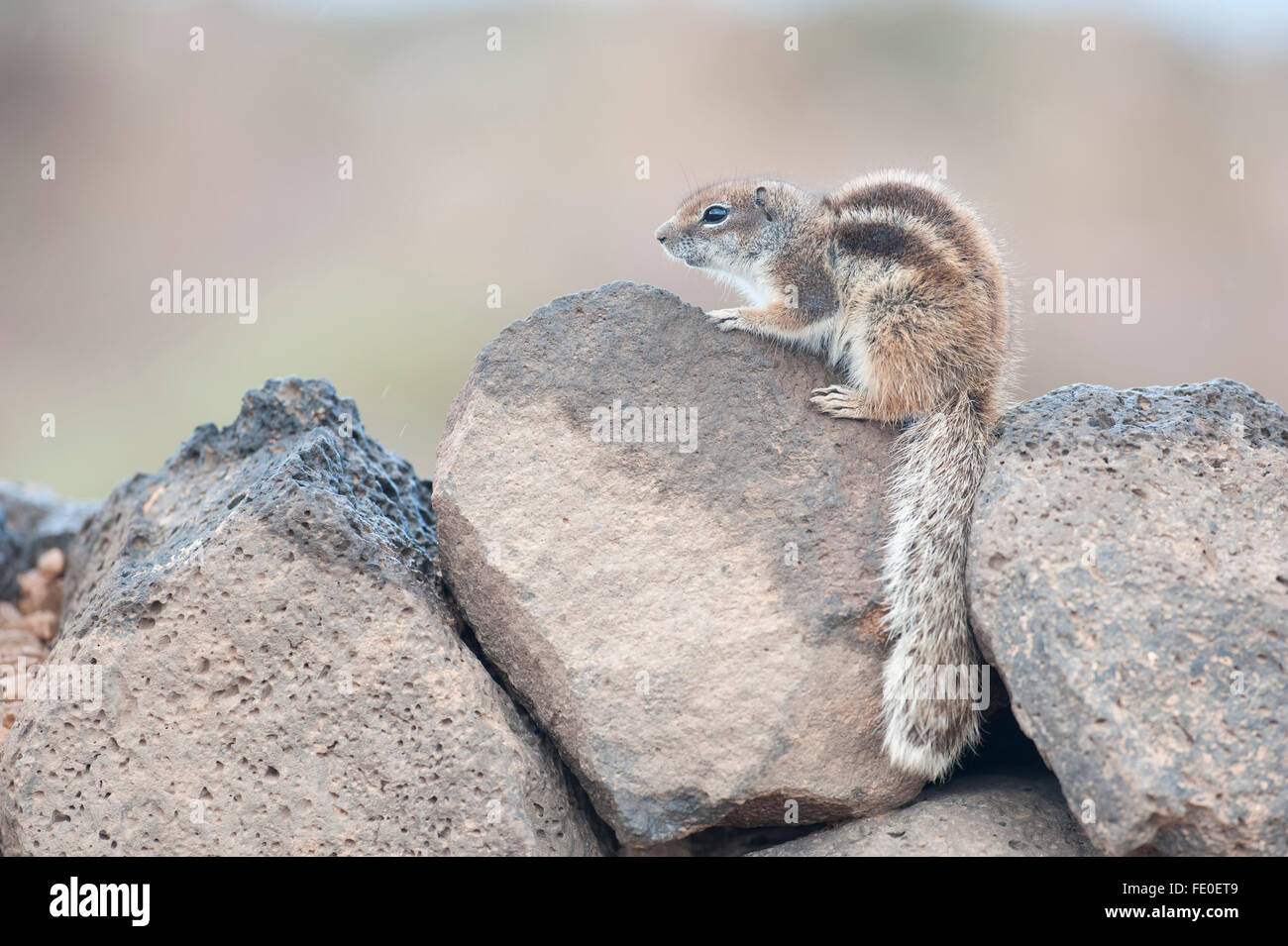 Barbary ground squirrel, Fuerteventura, Canary Islands Stock Photo