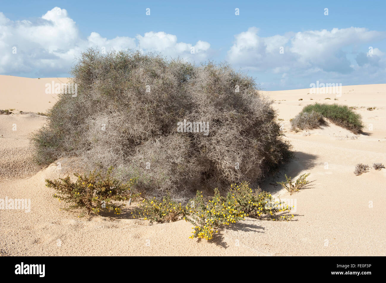 Corralejo Dunes National Park, Fuerteventura, Spain Stock Photo