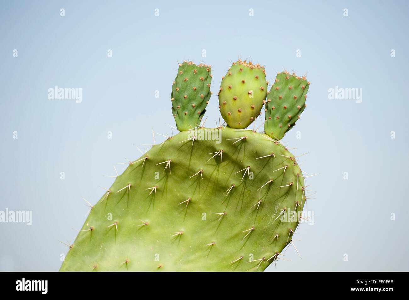 Prickly Pear Cacti, Morocco Stock Photo