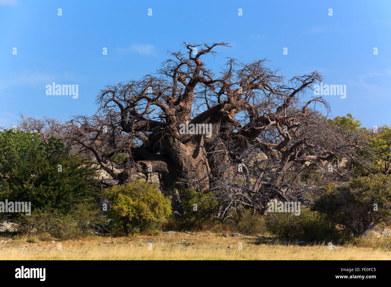 A big african baobab standing on kubu island in Botswana. Stock Photo