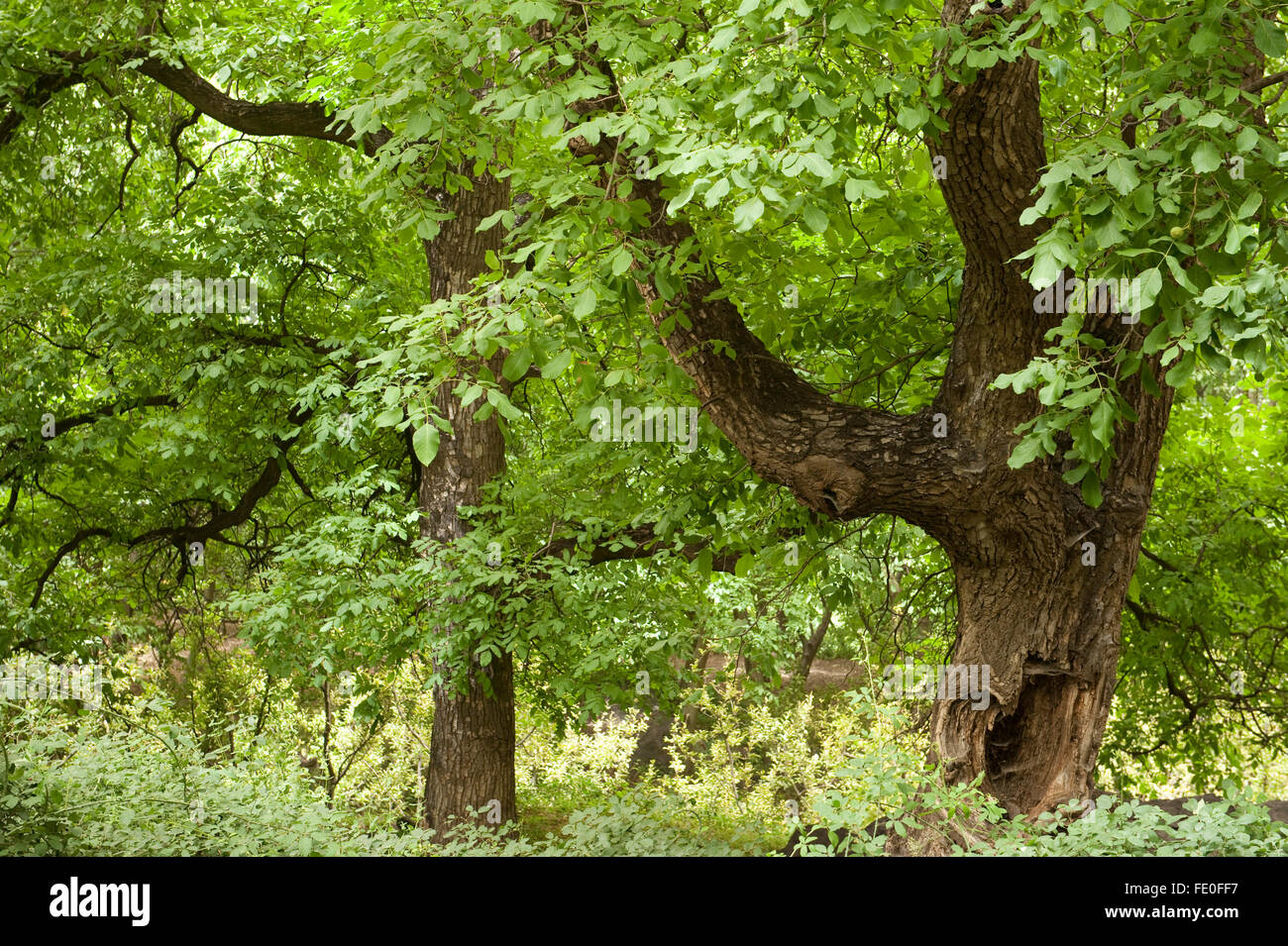 Walnut Tree, Juglans sp., Morocco Stock Photo