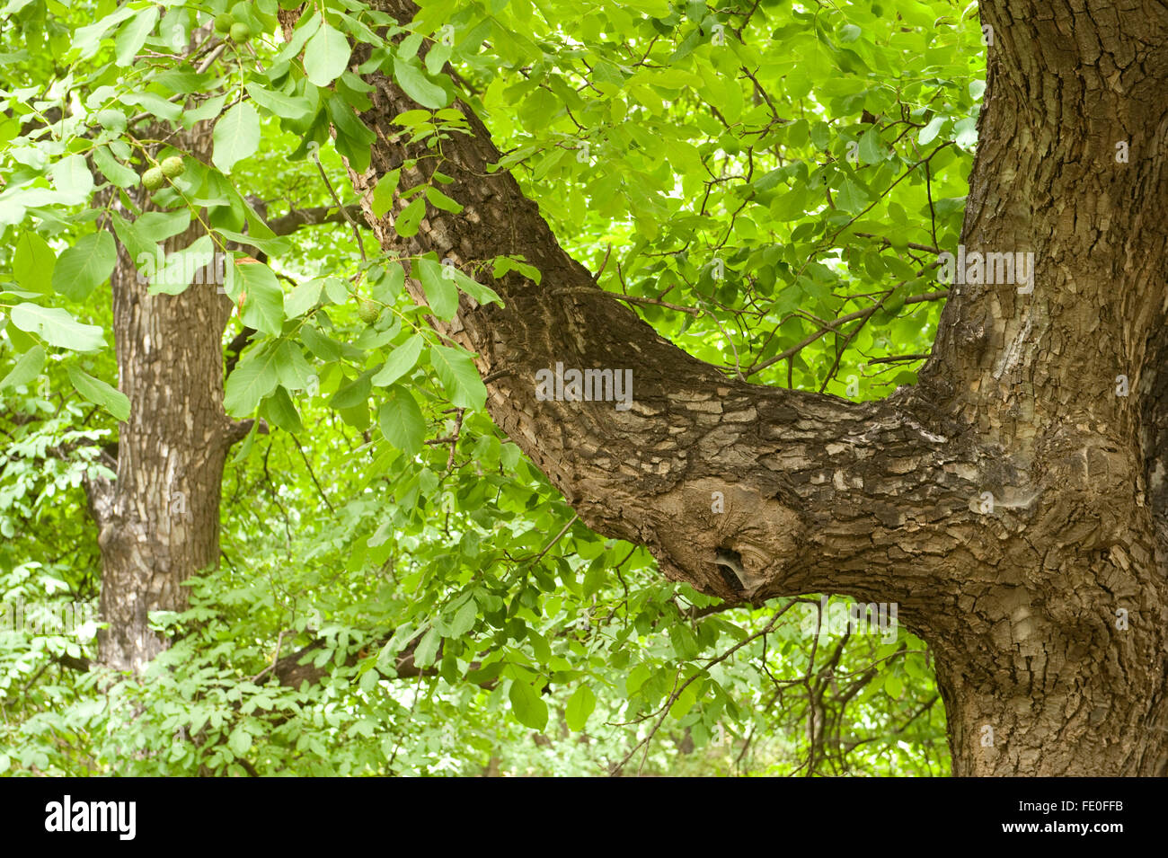 Walnut Tree, Juglans sp., Morocco Stock Photo