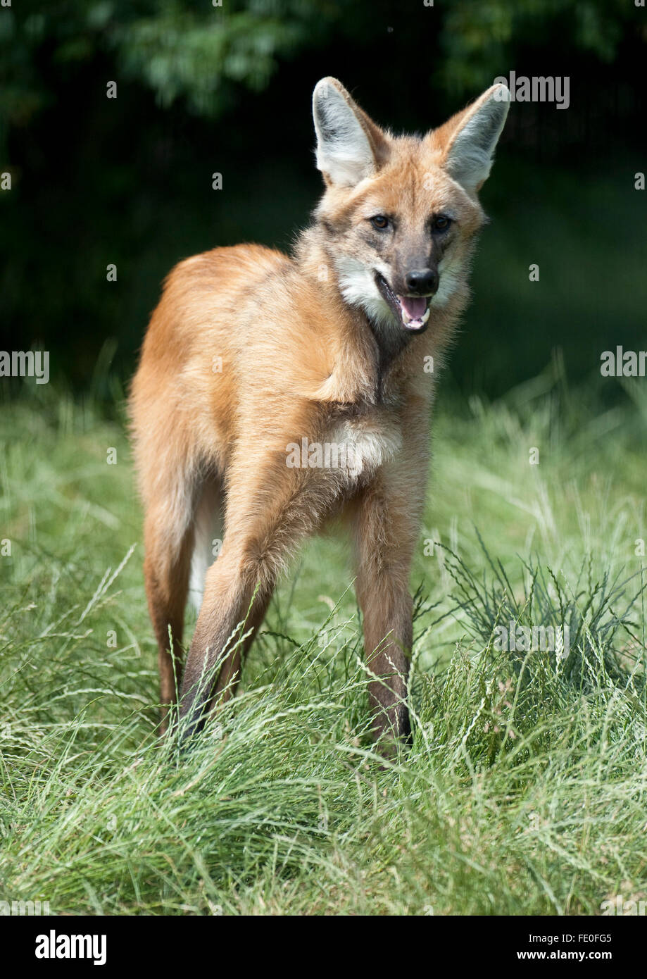 Maned Wolf, Chrysocyon brachyurus, South America Stock Photo