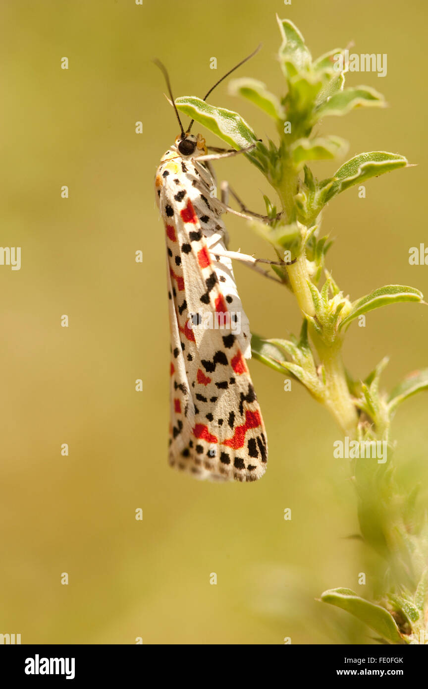 Crimson Speckled Moth, Utetheisa pulchella, Morocco Stock Photo