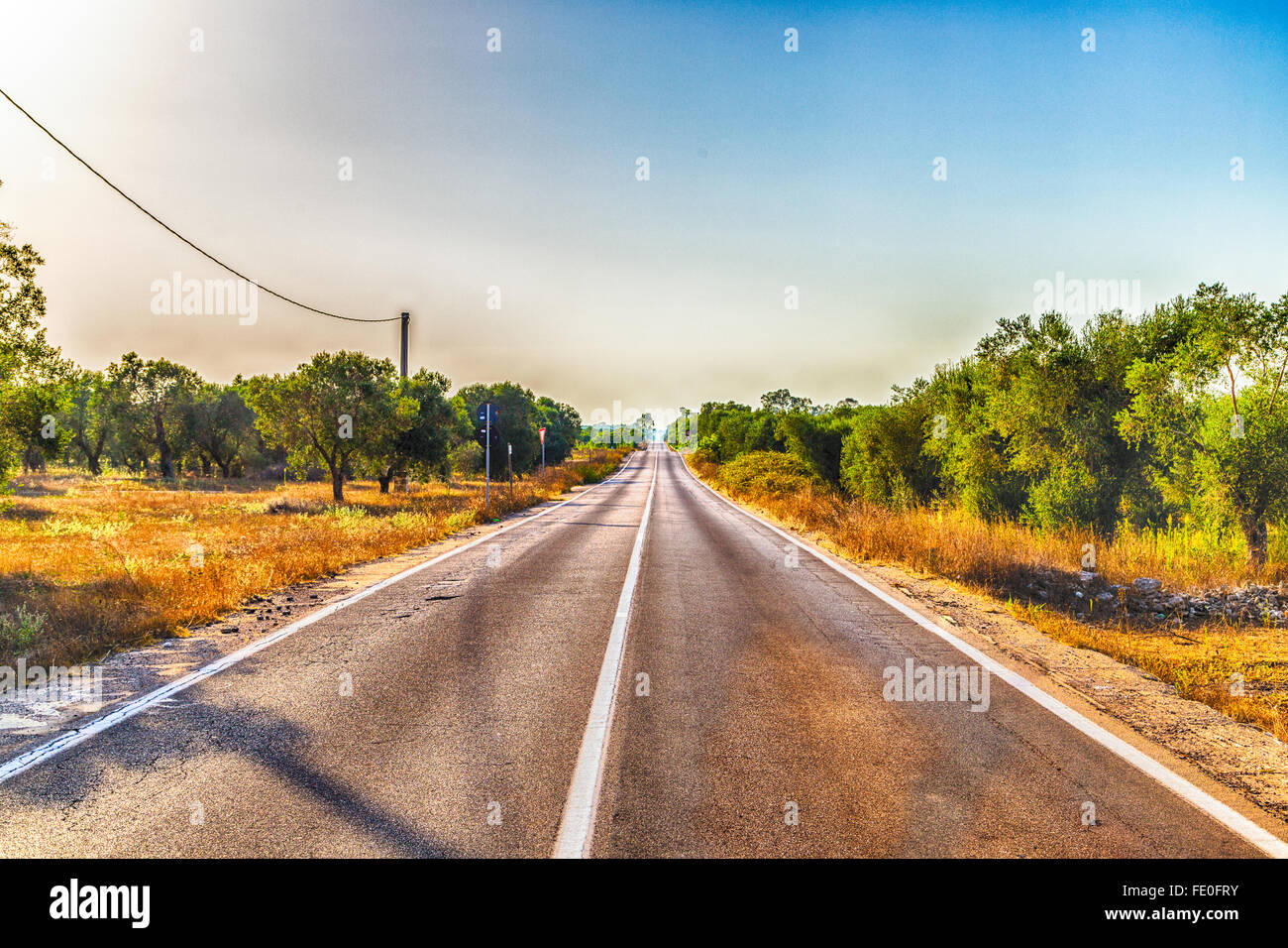 asphalt road to the horizon passing through cultivation of olive trees in Apulia in Southern Italy Stock Photo