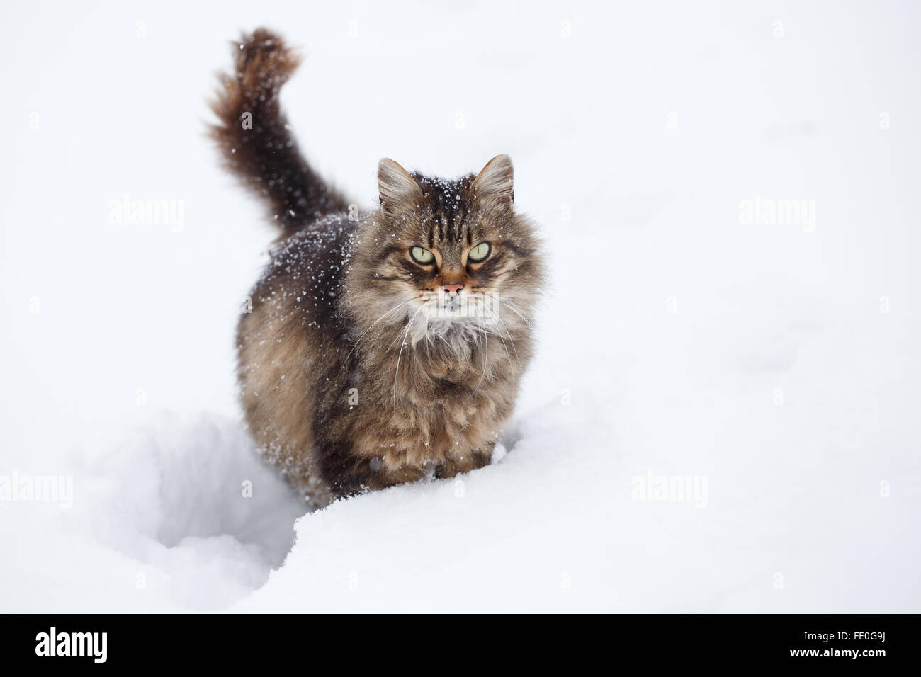 Tabby cat in snow Stock Photo Alamy