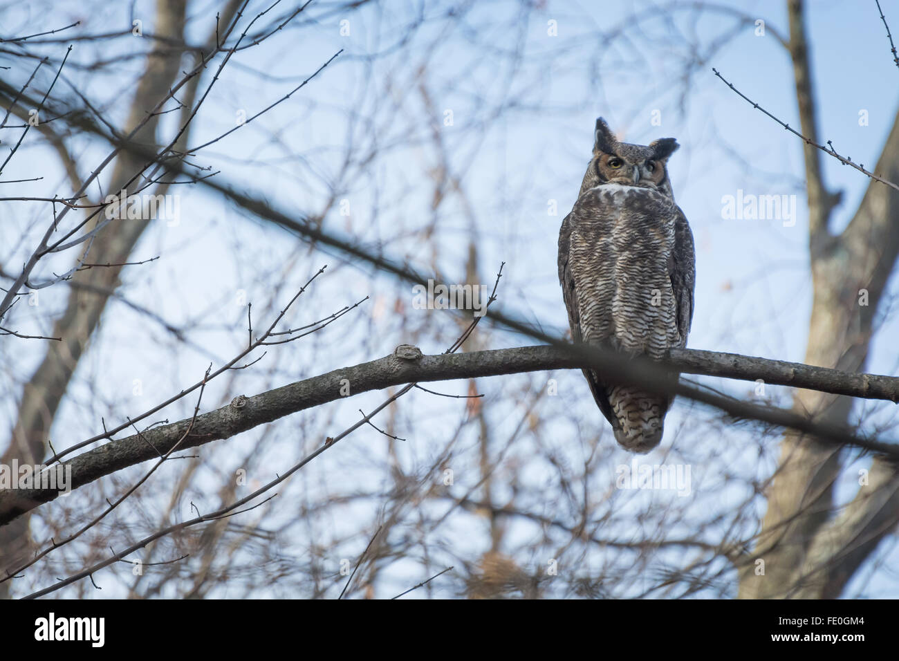 I was at a rapture sanctuary and while all these birds were in cages, this owl seemed to be their look out. Stock Photo