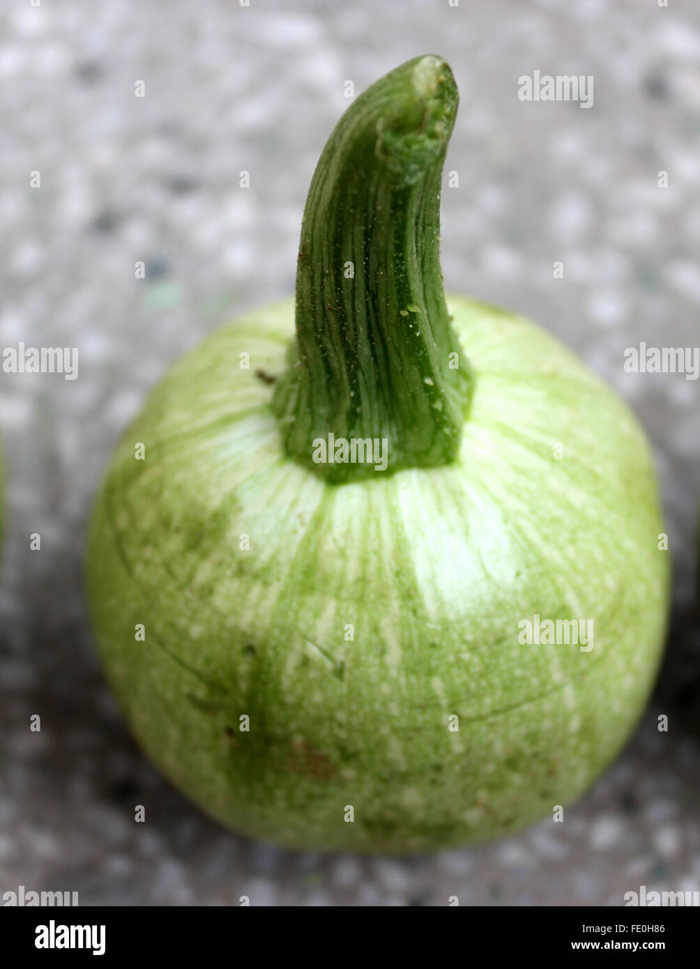 Cucurbita pepo, Single Eight ball summer squash, chapan kadu, with globose pale green fruits