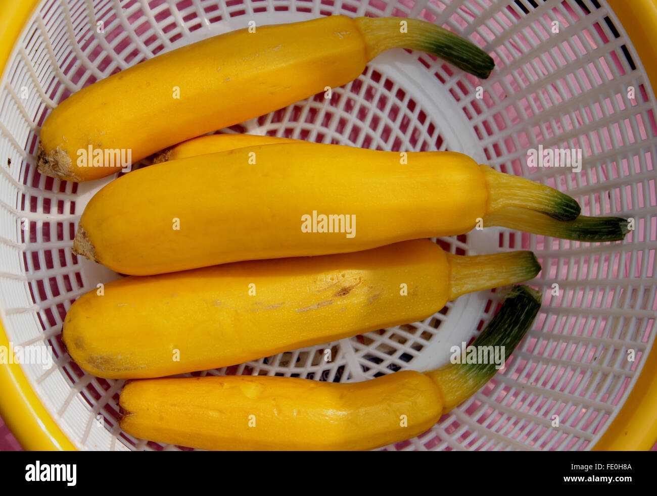 Cucurbita pepo, Yellow zucchini, summer squash cultivar, golden yellow cylindrical fruit, pale