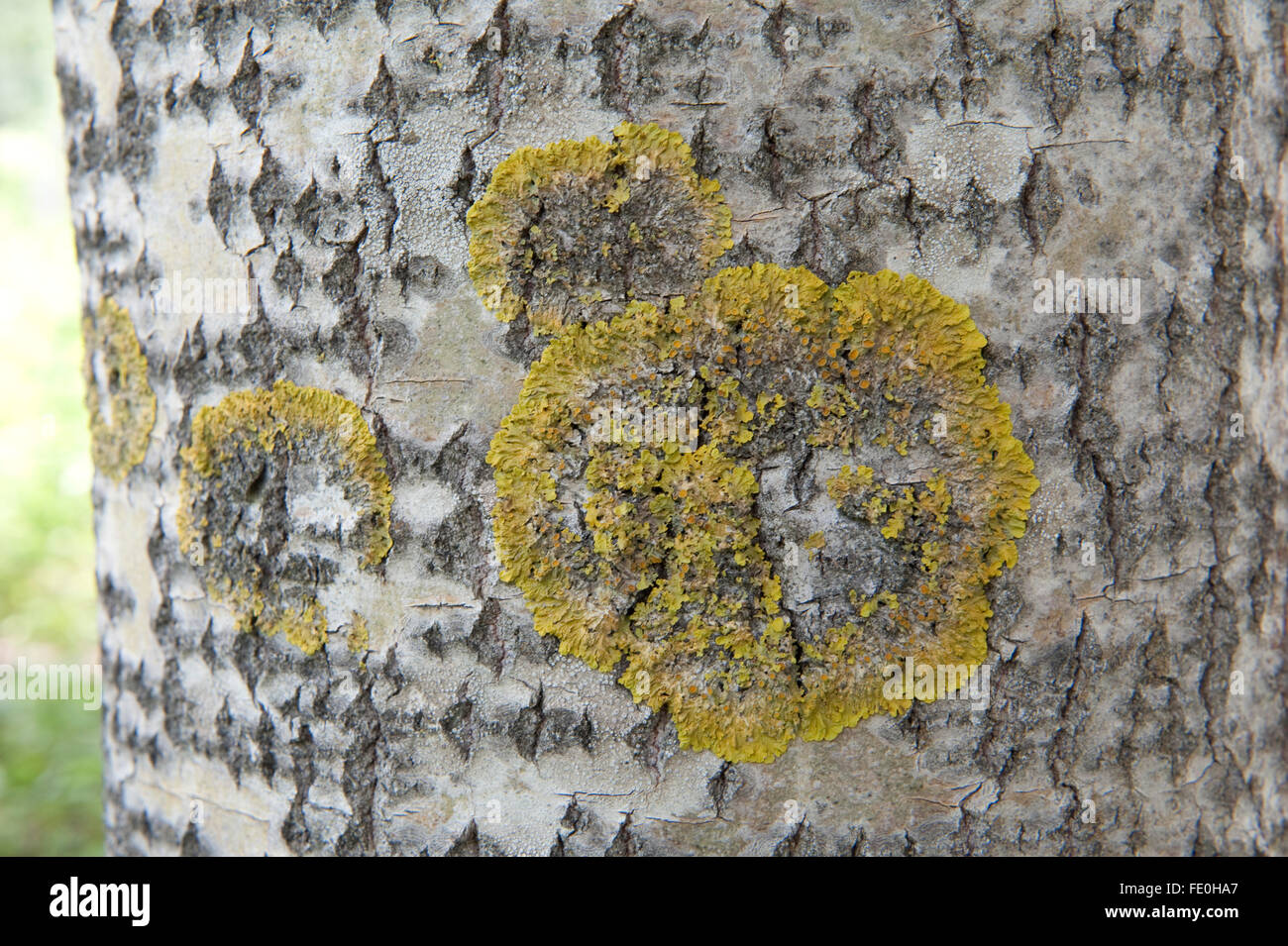 Lichen on Silver Birch Tree Trunk, Finland Stock Photo