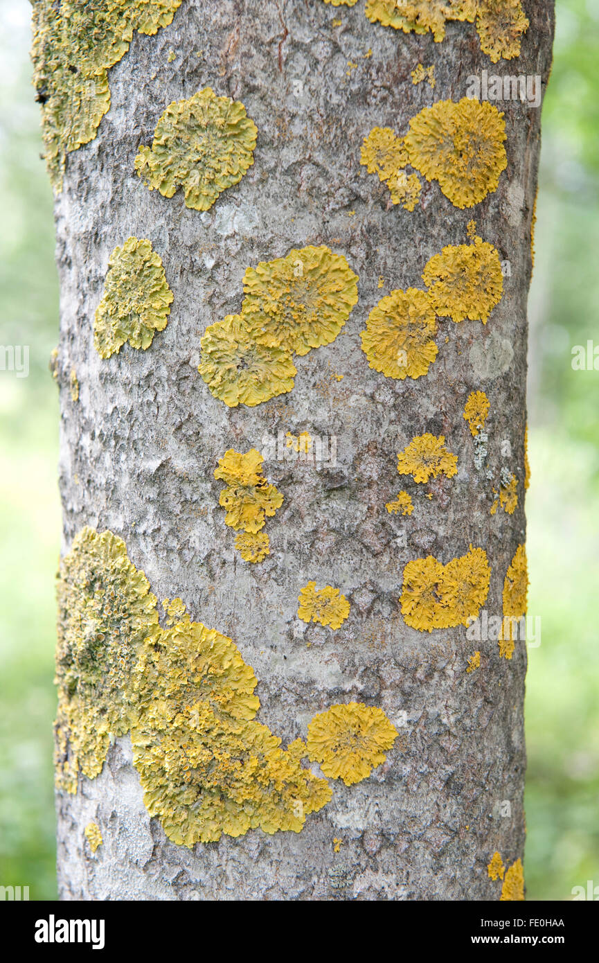 Lichen on Silver Birch Tree Trunk, Finland Stock Photo