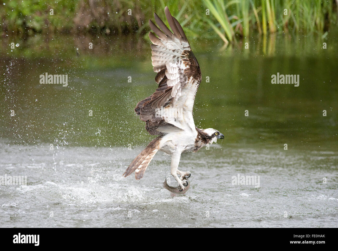 Osprey catching fish in lake, Pandion haliaetus, Kangasala, Finland Stock Photo