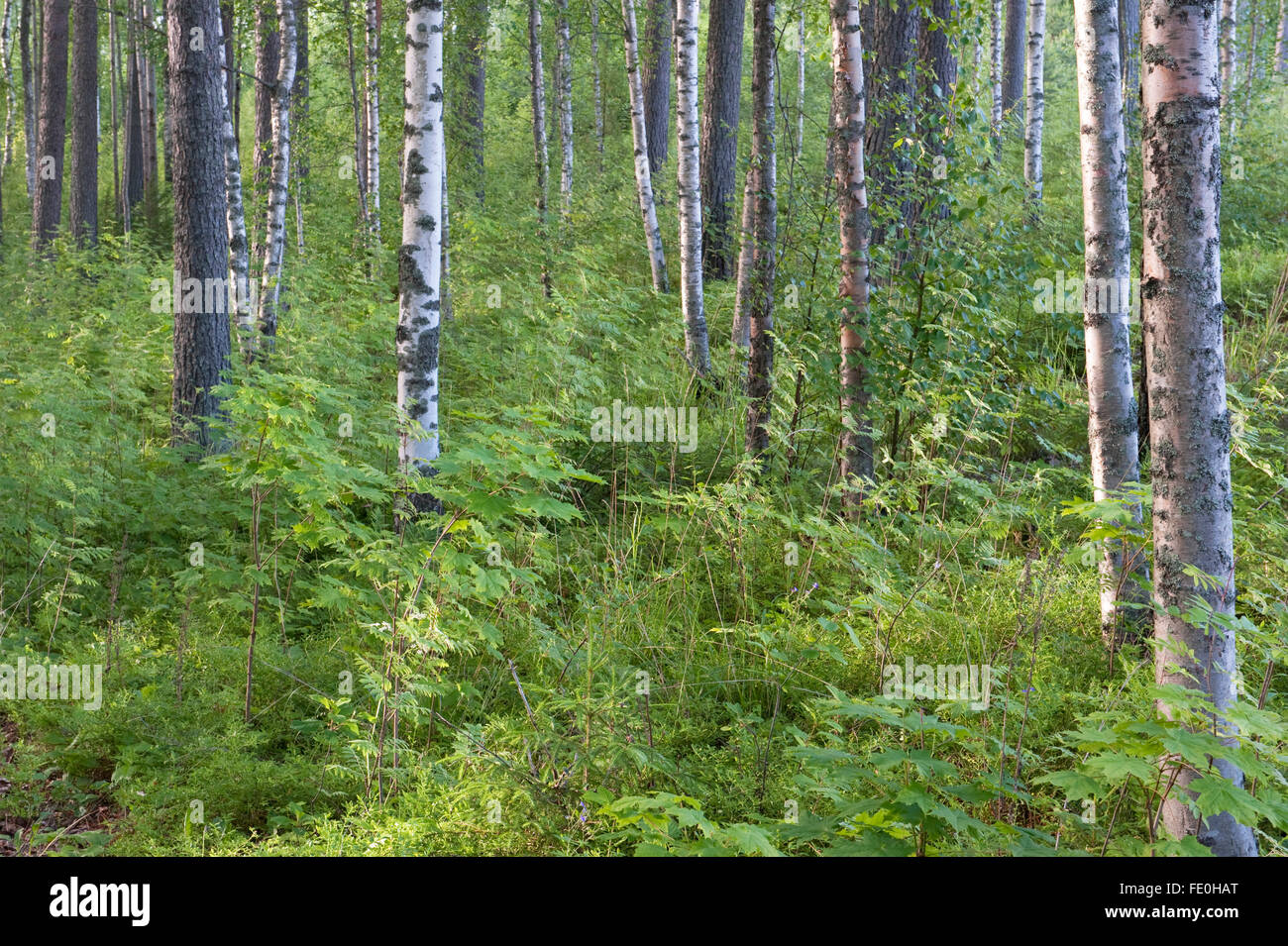 Silver Birch woodland, Betula pendula and ferns, Kangasala, Finland Stock Photo
