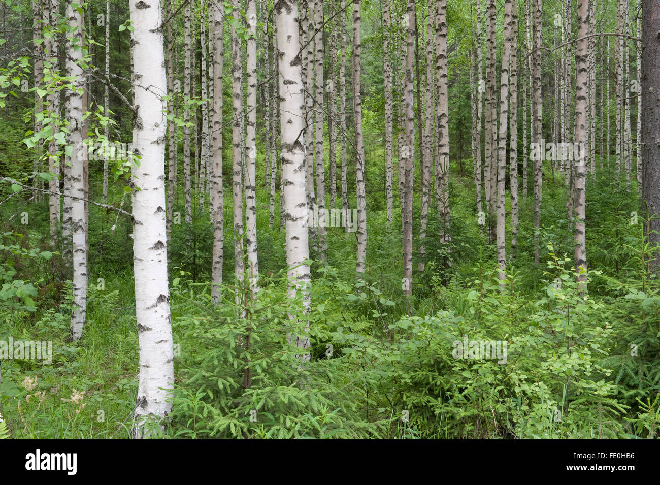 Silver Birch woodland, Betula pendula and ferns, Kangasala, Finland Stock Photo